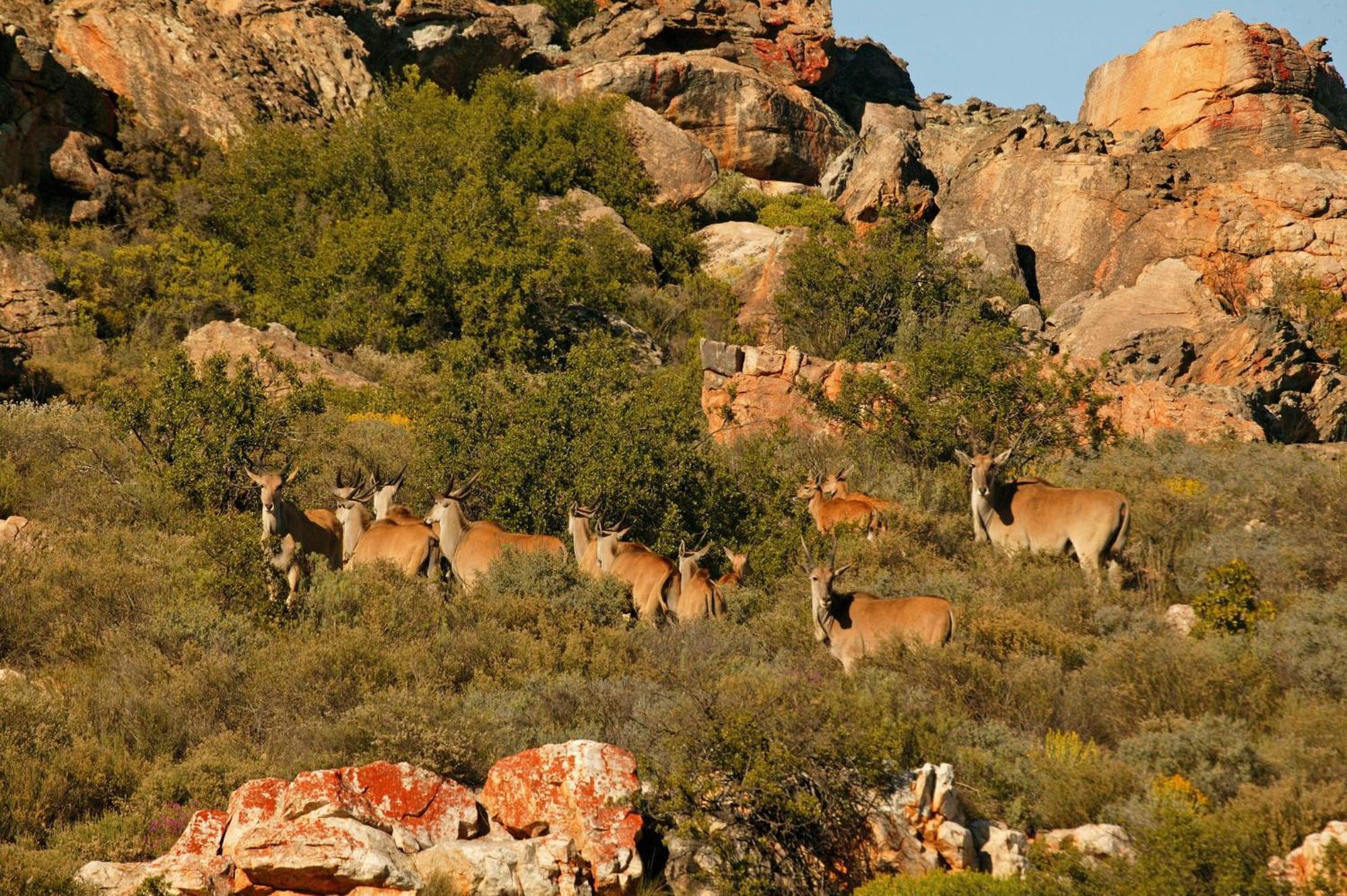 Bushmans Kloof Wilderness Reserve And Wellness Retreat Clanwilliam Zewnętrze zdjęcie