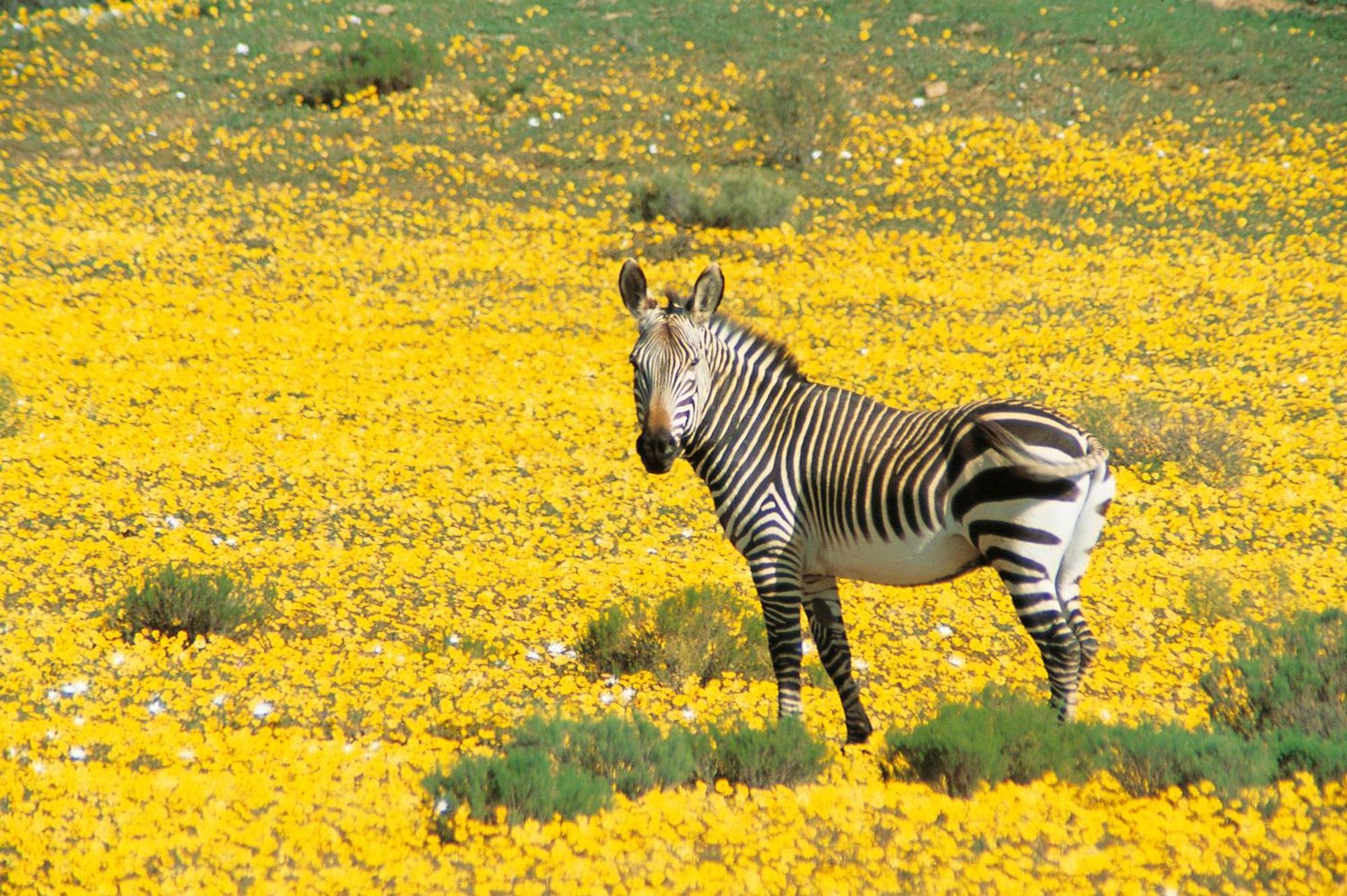 Bushmans Kloof Wilderness Reserve And Wellness Retreat Clanwilliam Zewnętrze zdjęcie